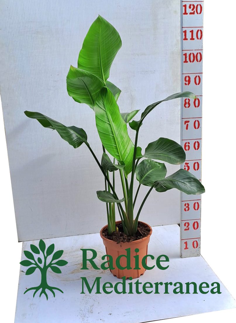 Sterlizia Augusta (Strelitzia) – Vaso 22 con 3 ceppi