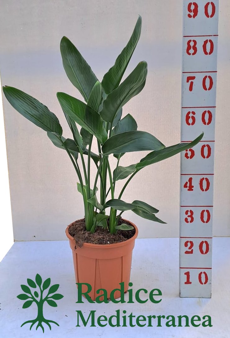 Strerlitzia o Sterlizia Regina - Vaso 22 con 3 ceppi