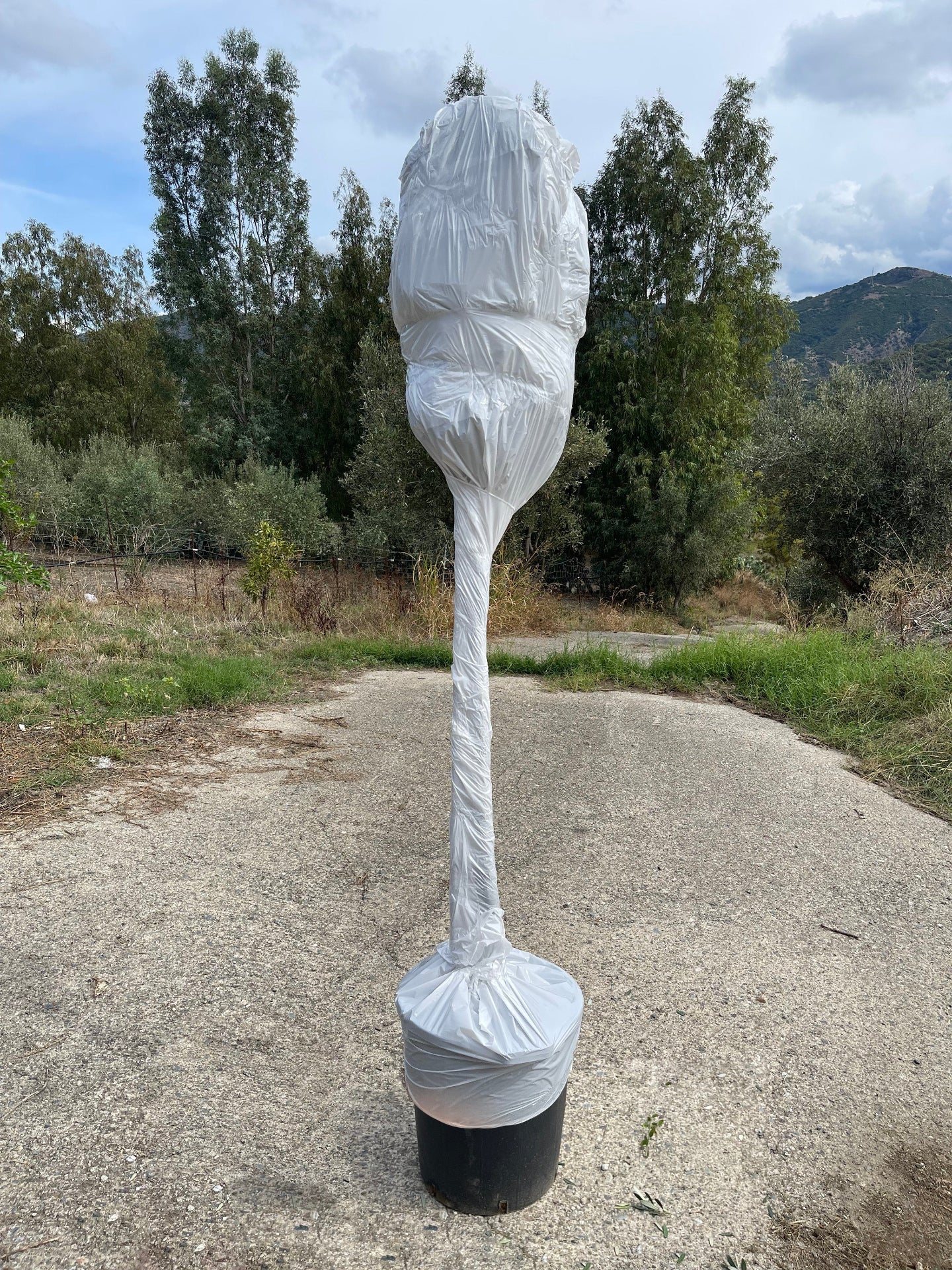 pianta ulivo vaso 35 spedizione 3