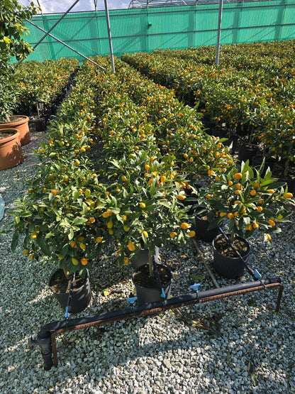 Pianta di Kumquat in vaso - Diametro 20cm