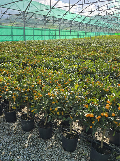 Pianta di Kumquat in vaso - Diametro 20cm