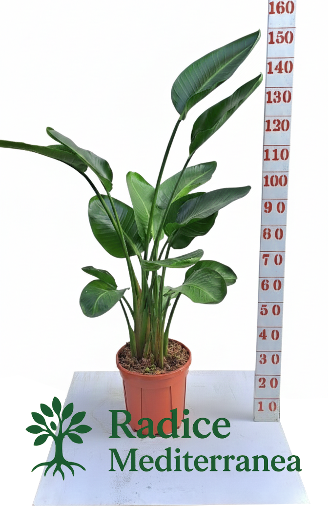 Sterlizia Augusta (Strelitzia) – Vaso 28 con 4 ceppi