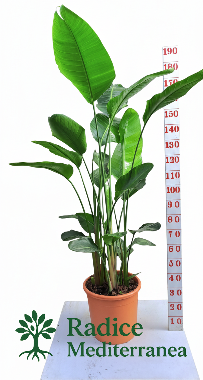 Sterlizia Augusta (Strelitzia) – Vaso 36 con 5 ceppi