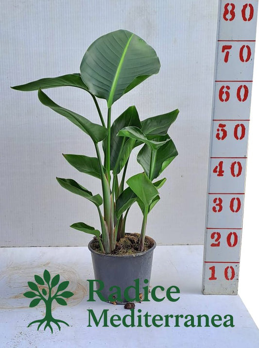 Sterlizia o Strelitzia Augusta - Vaso 18 con 3 ceppi