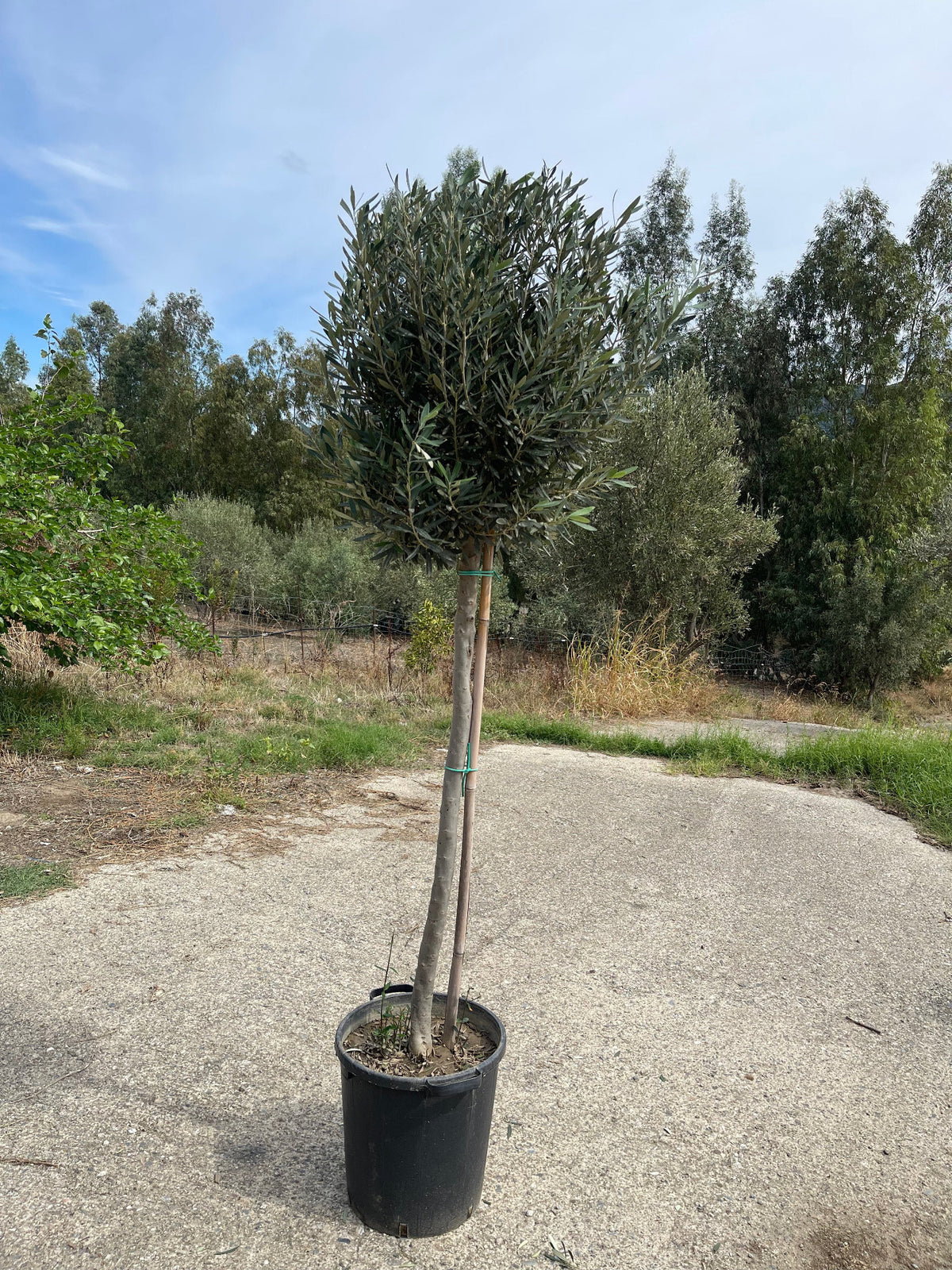 pianta ulivo vaso 35 spedizione 1