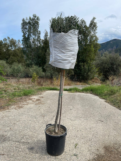 pianta ulivo vaso 35 spedizione 2
