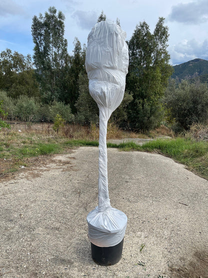 pianta ulivo vaso 35 spedizione 3