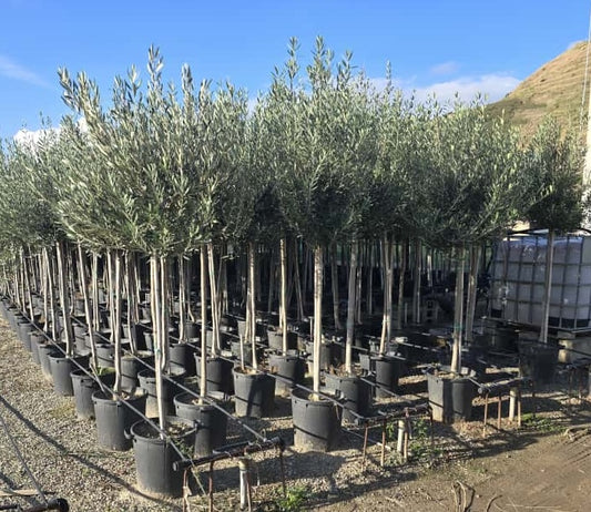 Pianta di ulivo adulta in vaso - Diametro 35 cm