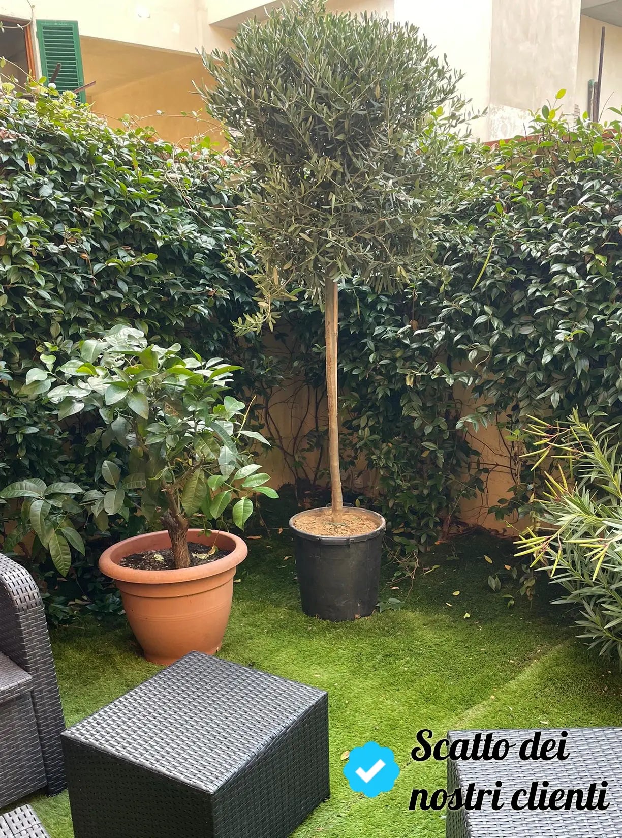 Recensione cliente Radice Mediterranea
