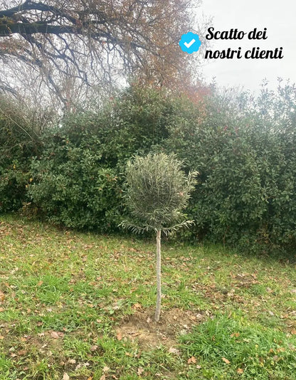 Pianta di ulivo adulta in vaso - Diametro 35 cm