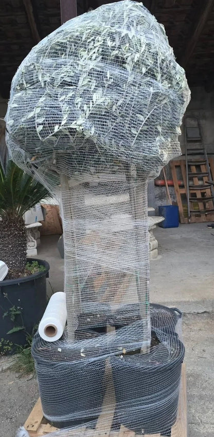 ulivi vaso 35 imballaggio multiplo