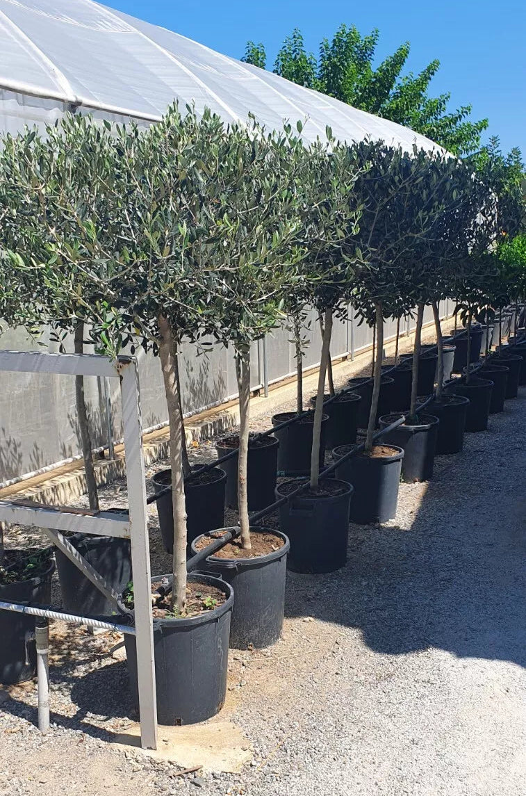 ulivi vaso 35 in sede